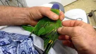 Wing Bandage Removal and Physiotherapy for Lorikeet