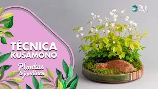 TÉCNICA KUSAMONO - Plantas y Jardines en Teleamiga