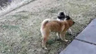 Echo met a friend in Kamloops
