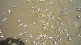 Soldier Crabs Swarm NSW, Australia Estuary