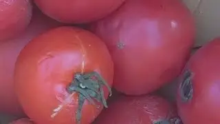 시들어가던 토마토를 닭과 병아리에게 나눠준 날