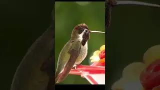 Smallest Bird of the Earth | Flying Jewels