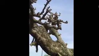 ((((X)))))M167&hellip;&hellip;..duối b&oacute;ng T&ugrave;ng lh 0913820134.tri 