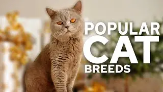 Top 10 Most Popular Cat Breeds