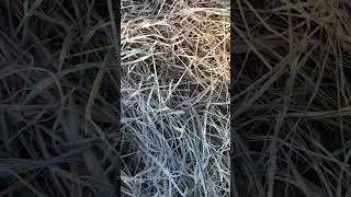 Spring frost on the Winter grass