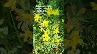 Lotus corniculatus 꽃말: