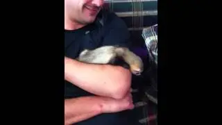 Passed out baby ferret