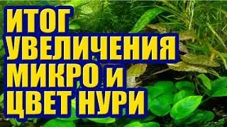 Итог Увеличения Микро и реакция Криптокорины Нури. Удобрения и Растения в Аквариуме