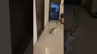 LIFE Cat Life 🐾 | Daily Cute, Funny, Naughty & Loving Cat Moments | Relaxing Cozy Vibes