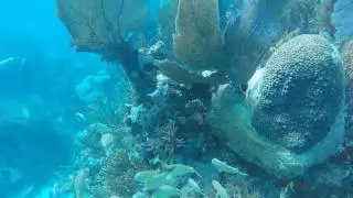 Key Largo Diving, FL - Horse Shoe Reef / North Dry Rocks