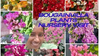 Bougain villa plants 😍#youtube #bougainvillea #sale #flowers #minivlog #plants #wow #gardening 