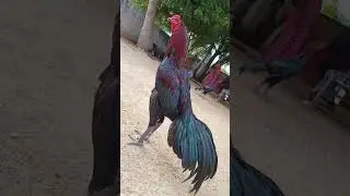 pandem kollu  (available Here)