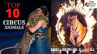 FTP AMAZING PERFORMANCES OF CIRCUS ANIMALS | Hayop na Madalas Gamitin sa Circus