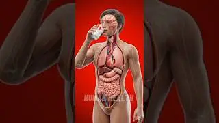 The Journey of Milk Inside the Human Body | 3D Medical Animation