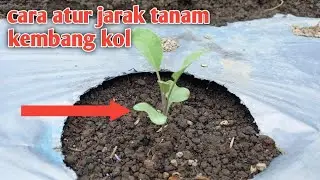 jarak tanam bunga kol yang bagus agar buah besar besar