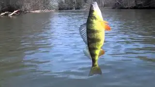 STATE RECORD NORTHERN PERCH!!??