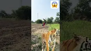 Tiger security gard #shortvideo #shorts #tiger #youtube #youtubeshorts #lion #tiger