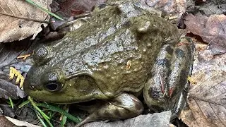 Bullfrog Rescue |  Helping An American Bullfrog Move To A Better Hibernation Site