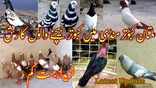 Amount of Pigeon Sellers in Multan Pigeon Market | Very Few Buyers | Latest pigeons Update