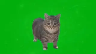 OIIA OIIA (Spinning Cat) Vol.103