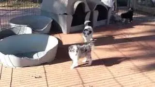 Mafalda's Border Collie - Puppies 
