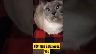 POV: This snowshoe cat loves you. #2025 #cattube #youtubeshorts #Cats