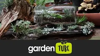 Plant Your Own Forest In A Bottle