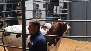 Iris lot 4 sells for R800 000 to NTABA NYONI BORAN at the Hurwitz & Friends Auction.