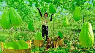 Harvesting the Fruitful Chayote Garden Goes To Market Sell - Farm, Cooking, Daily Life | Tieu Lien