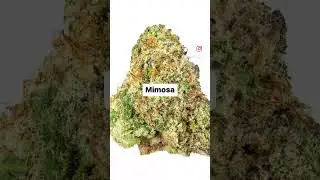 3 Strains that Inspired Melee Dose Disposables 💎🔥💨 #viral #reels #shortsvideo #viralshorts