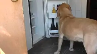 Dog trained to fetch a beer!