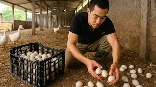 Inside a Vietnamese Duck Farm: The Surprisingly Simple Way to Harvest Eggs