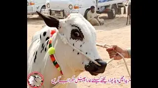 Domail Mandi || Fatehjang (Part 04) 22/10/2021 || Dhani bulls