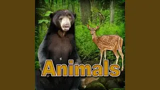 Wildebeest - Herd of Wildebeest in the Wild the Animals