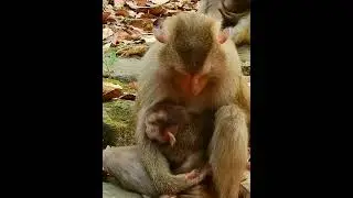 Wow! Great Mother Monkey 778