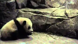 Bao Bao the panda cub: Hello, world!