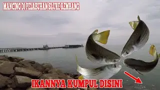 Mancing Belanak Kodo di Tepi Pelabuhan Sluke Rembang: Mullet Fishing , Fun Fishing Trip