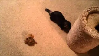 Joey being a hyper ferret!