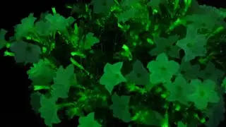 What are Firefly Petunias?  Do they really Glow In The Dark?