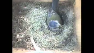 22 March 2012 Bluetit has laid 11 eggs