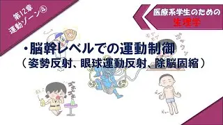 生理学　運動ゾーン④　「姿勢反射、眼球運動反射、除脳固縮（&gamma;固縮）」