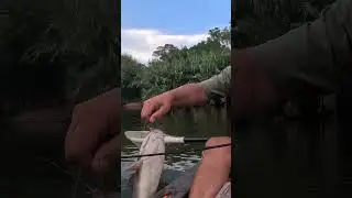 Kayak fishing on crocodile river #fishing #okumareels #perceptionkayaks