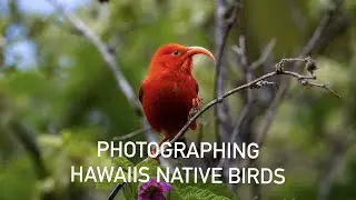 Photographing Hawaii's Native Birds