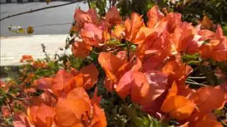 coolpad note 3 lite camera samples +