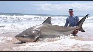 Bull Shark - Sette Cama Shark Week Day 4