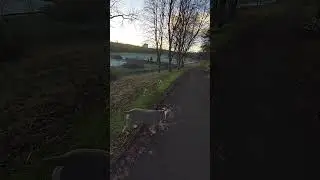 A chilly walk down the canal towards Rosebank Distillery with Luna & Aster