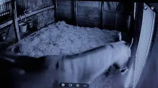 Foal Watch Live Cam 02.07.2026