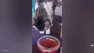 How to wash a puppy! 😺 Funny video with dogs, cats and kittens! 🐈 😌 Funniest Animals 2025