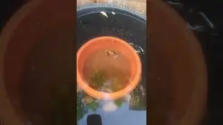 beautiful guppy tub setup white texido