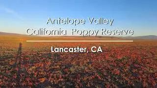 Antelope Valley California Poppy Reserve in Lancaster, CA 2022